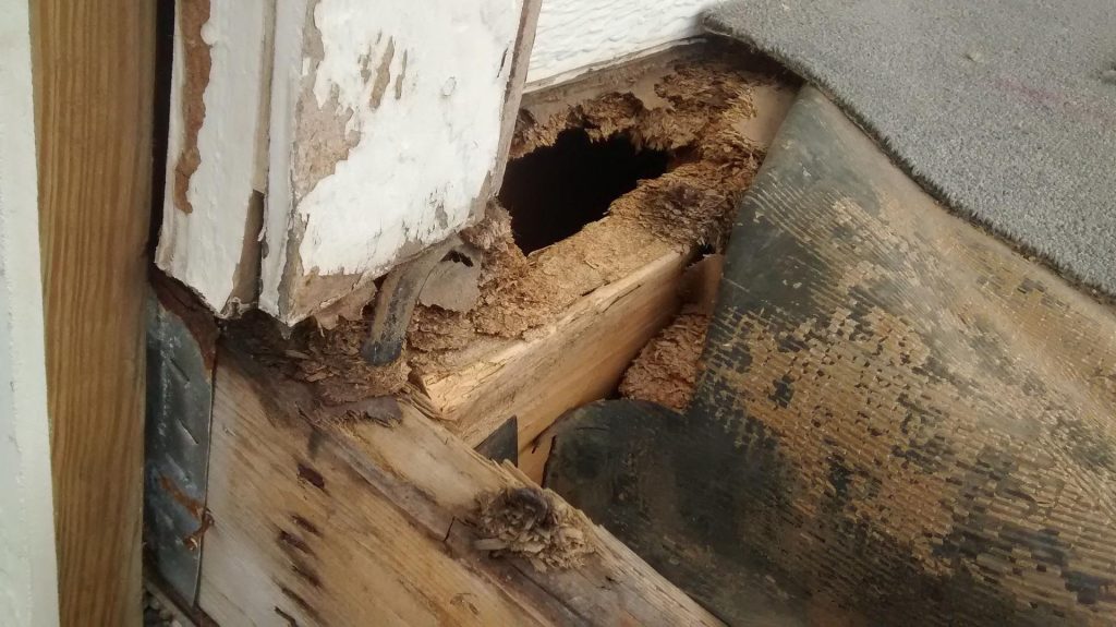rotten-deck